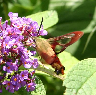 Hummingbird moth