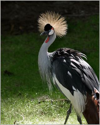 African Crowned Crane