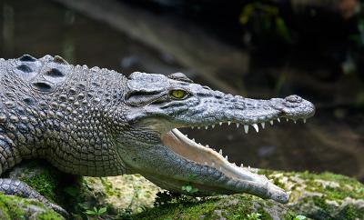 Crocodile II