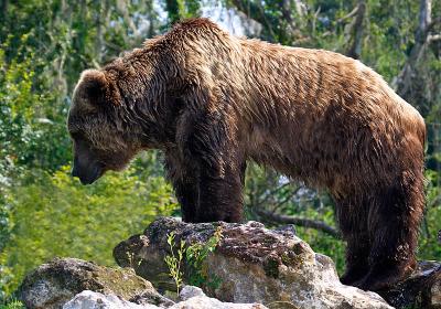 Kodiak II