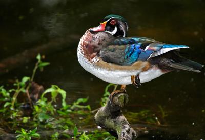 Wood Duck