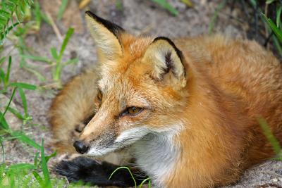 Fox