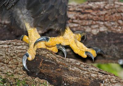 Eagle Talons