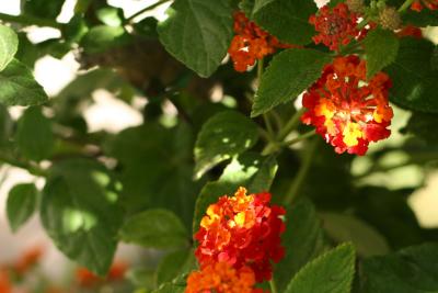 IMG_0134m.JPG
