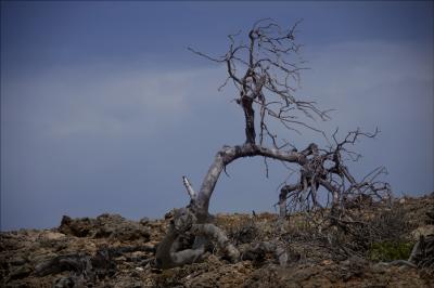 _G2F0571.jpg