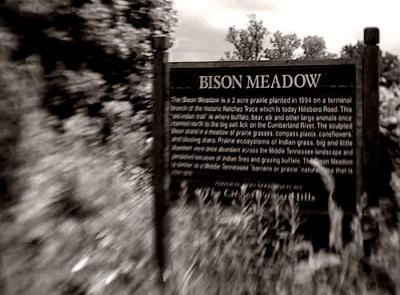 Bison Meadows Wildflower Galleries