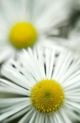 flower.jpg