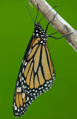DSC_0045.jpg