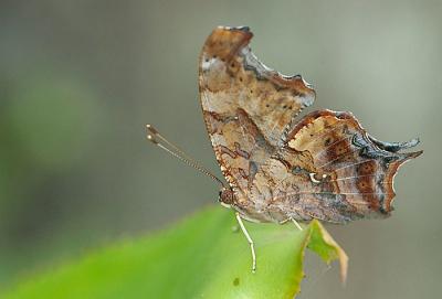 DSC_0052.jpg