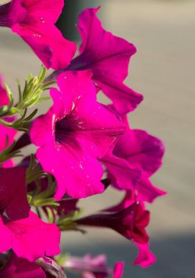 DSC_5451.jpg