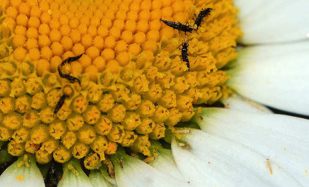 Thysanoptera.jpg