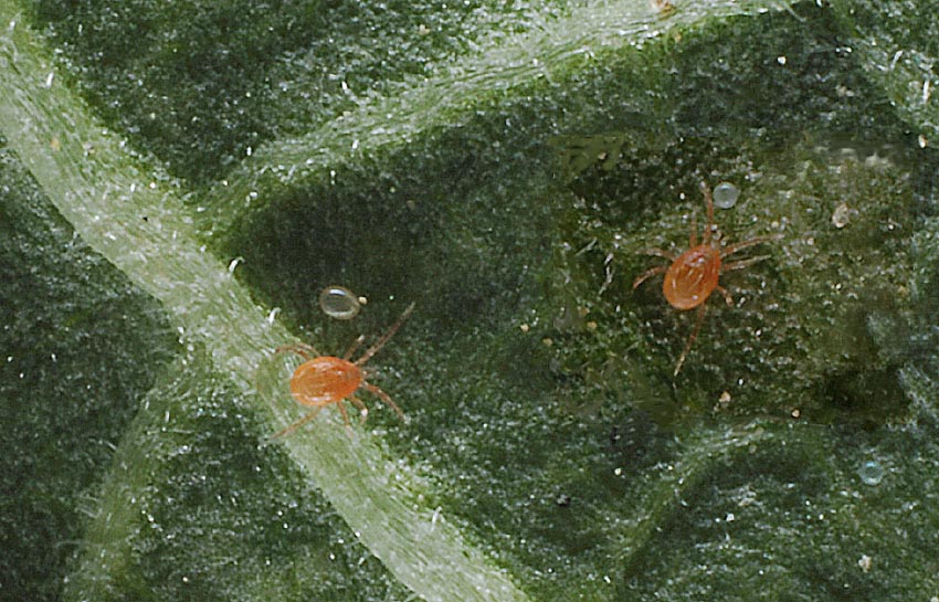 Phytoseiulus-persimilis.jpg