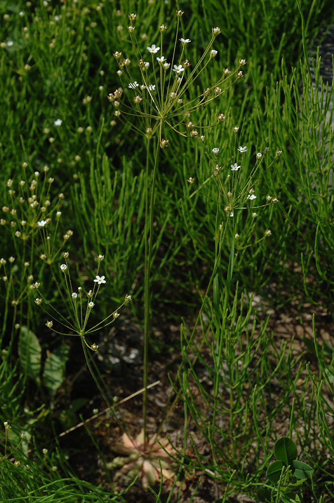 Androsace-septentrionalis.jpg
