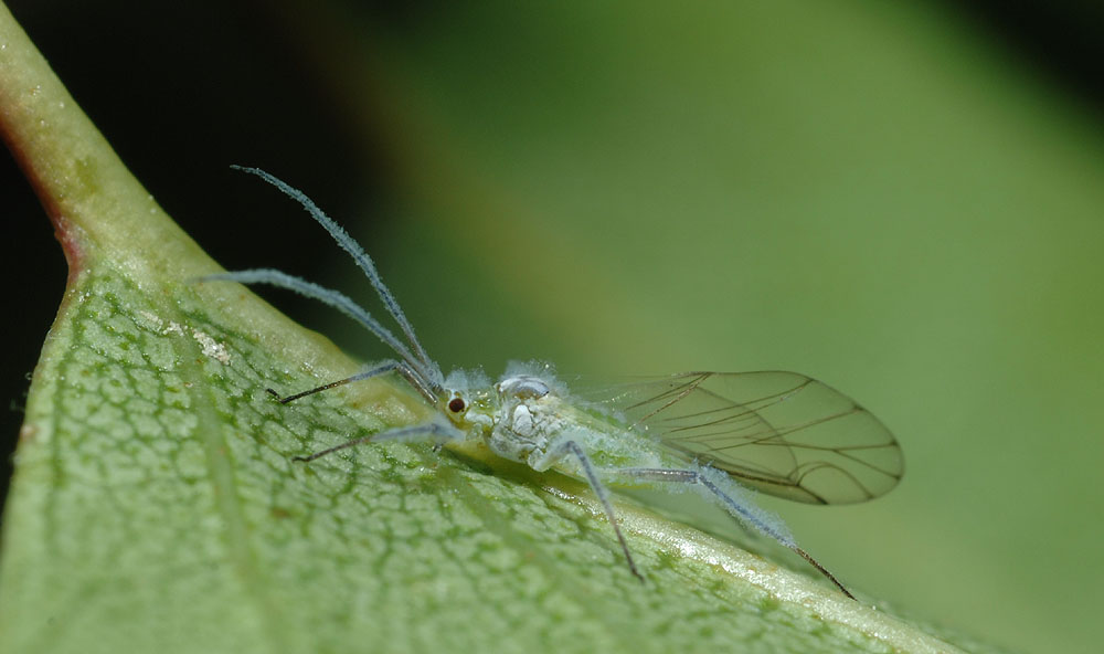 Euceraphis-betulae.jpg