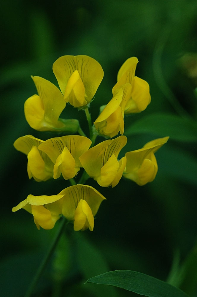 Lathyrus-pratensis.jpg