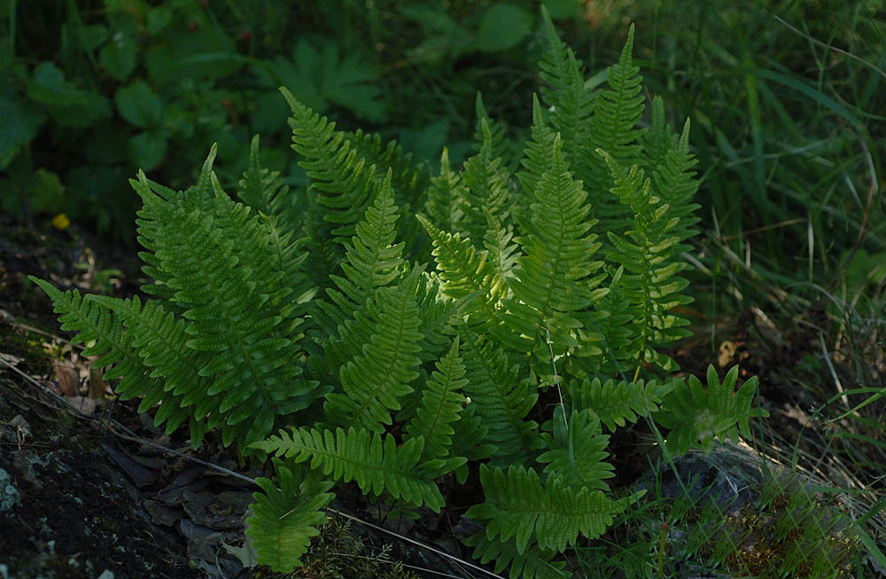 Polypodium-vulgare.jpg