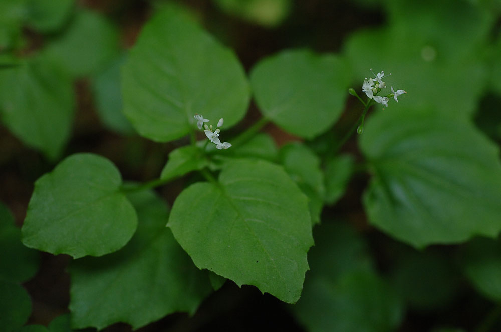 Circaea-alpina.jpg