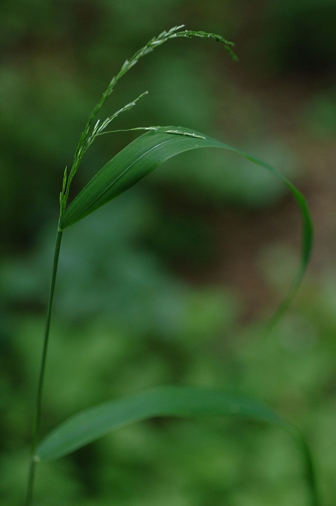 Cinna-latifolia.jpg