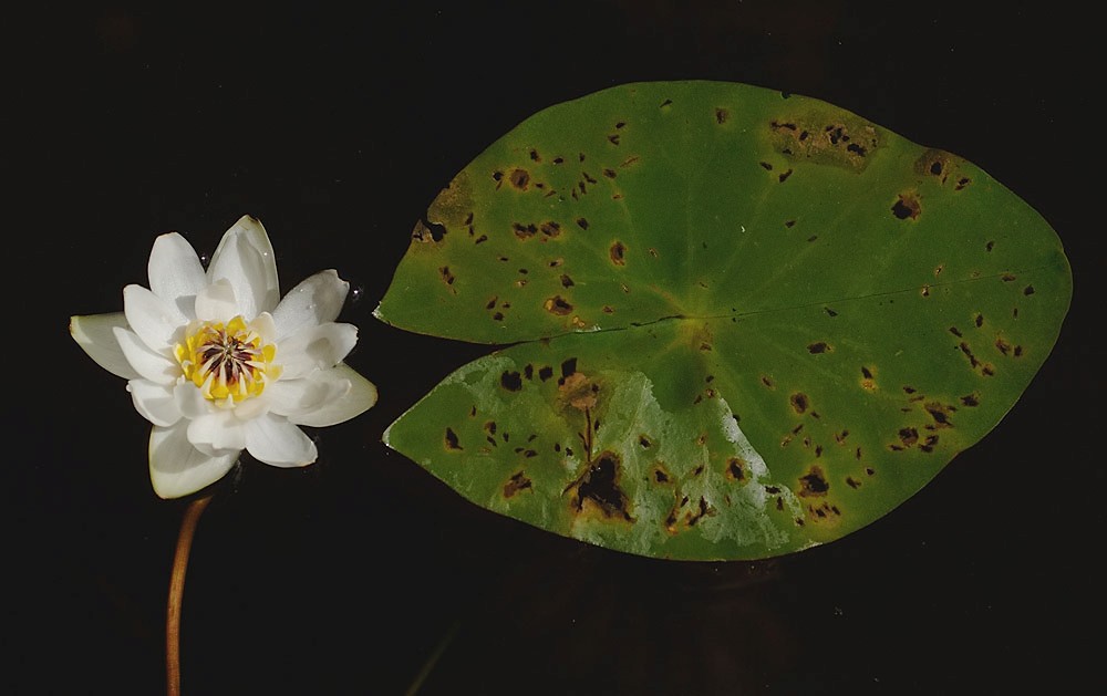 Nymphaea-tetragona.jpg