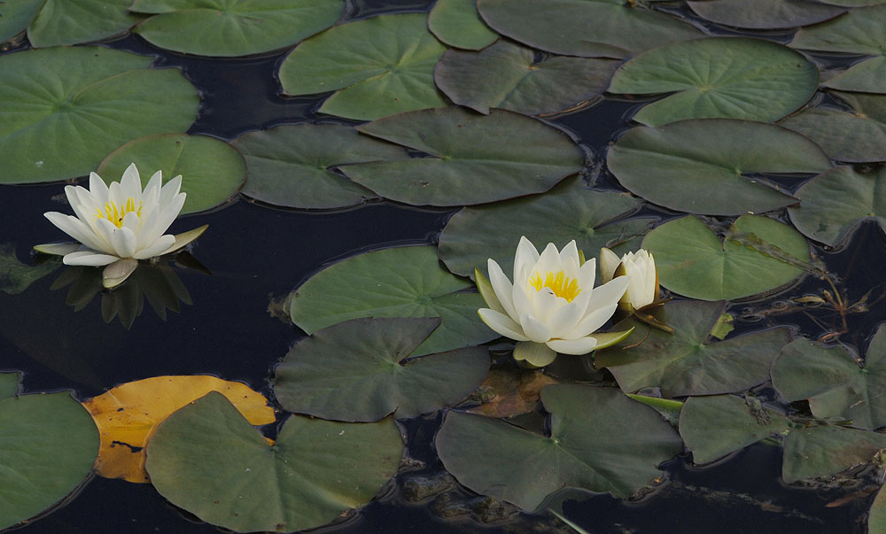 Nymphaea-alba_ssp._alba.jpg