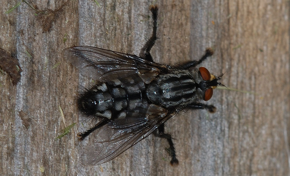 Sarcophaga_sp.jpg