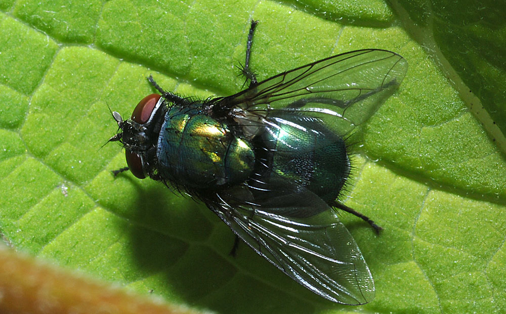 Lucilia_sp.jpg