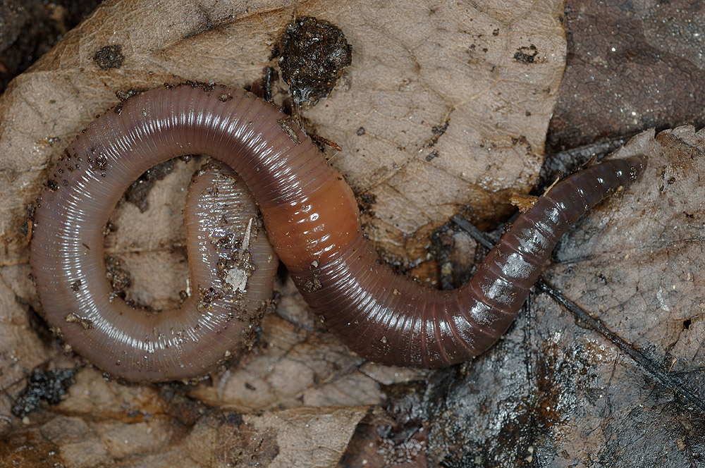 Lumbricus-terrestris.jpg