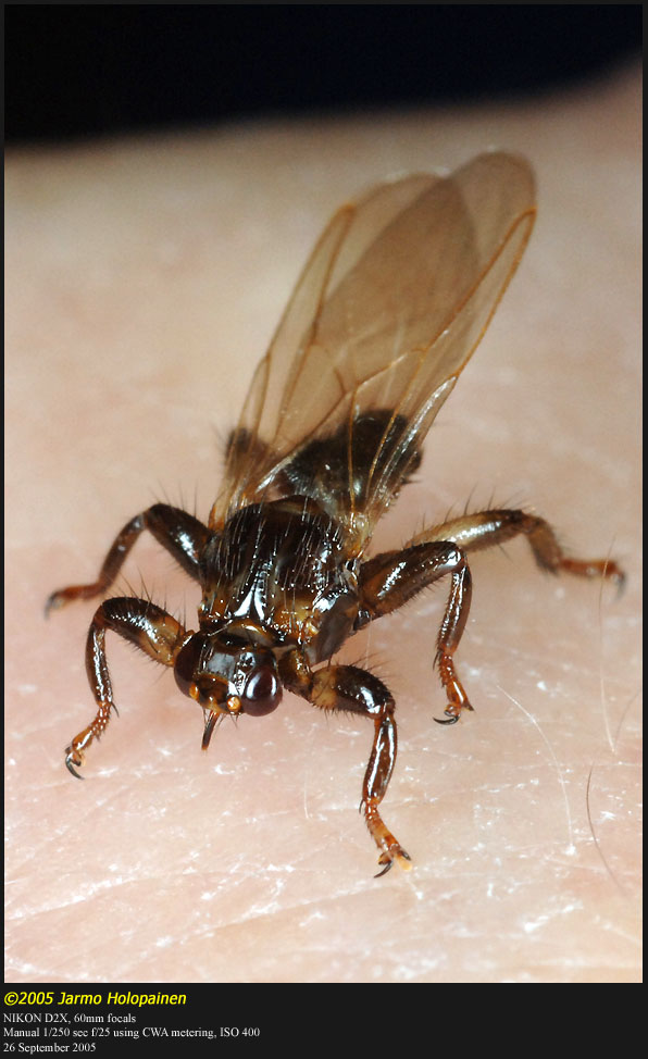 Lipoptena-cervi.jpg