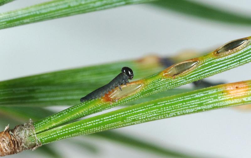Neodiprion-sertifer.jpg