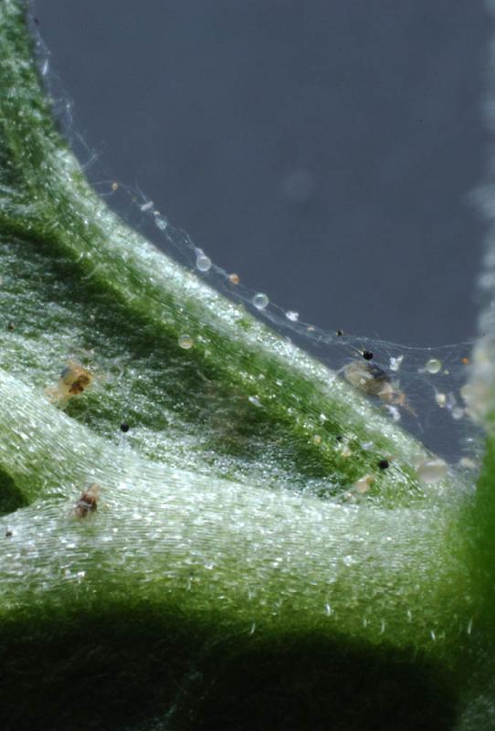 Tetranychus-urticae_web.jpg