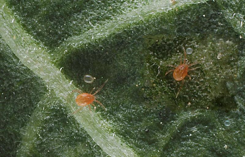 Phytoseiulus-persimilis.jpg