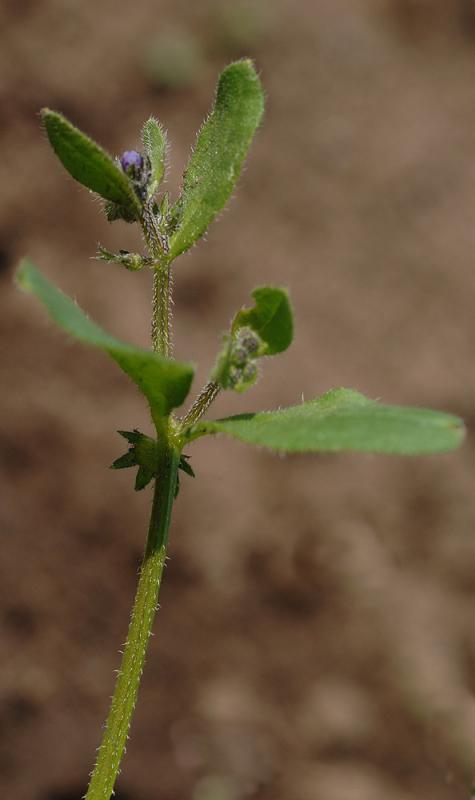 Asperugo-procumbens.jpg