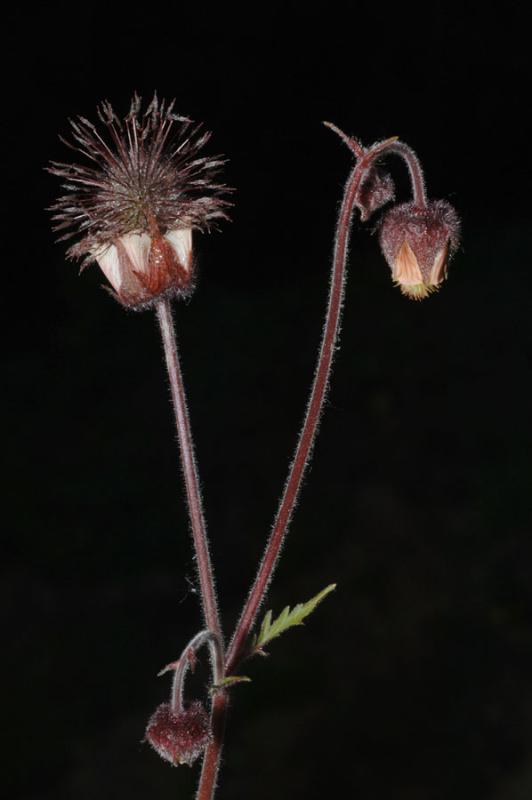 Geum-rivale.jpg
