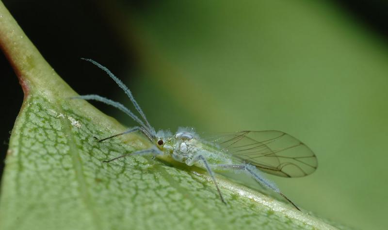 Euceraphis-betulae.jpg