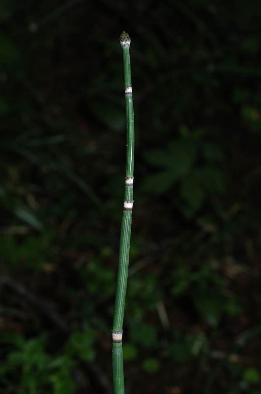 Equisetum-hyemale.jpg