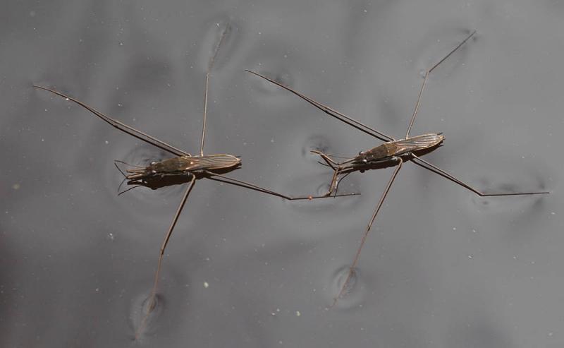 Gerridae2.jpg