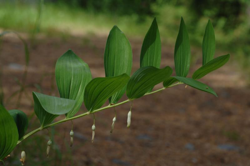Polygonatum-odoratum.jpg