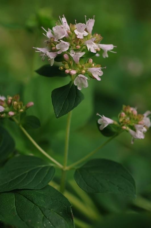 Origanum-vulgare.jpg