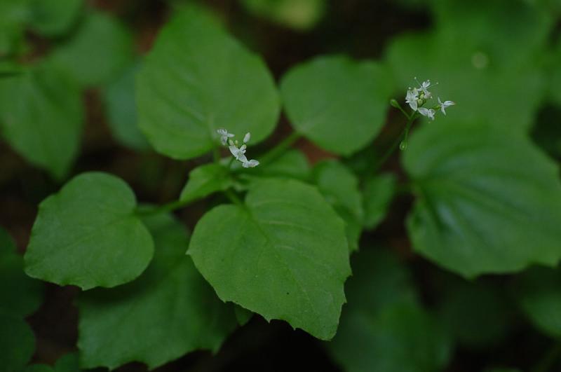 Circaea-alpina.jpg