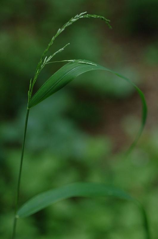 Cinna-latifolia.jpg