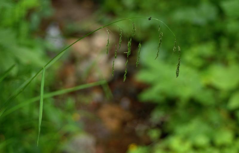 Glyceria-lithuanica.jpg