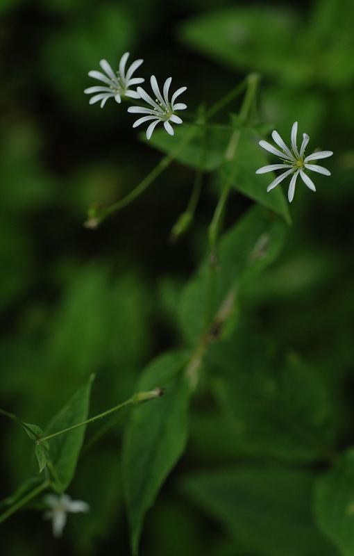 Stellaria-nemorum.jpg