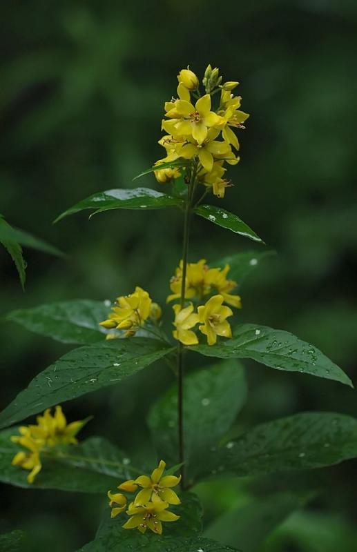 Lysimachia-vulgaris.jpg