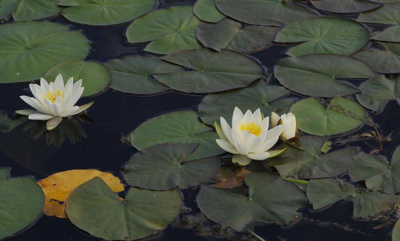 Nymphaea-alba_ssp._alba.jpg