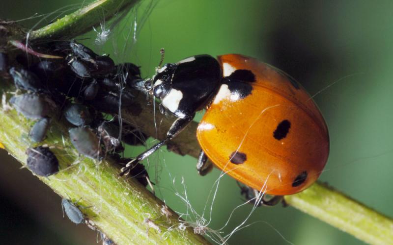 coccinella septempunctata in garden coccinella septempunctata in garden