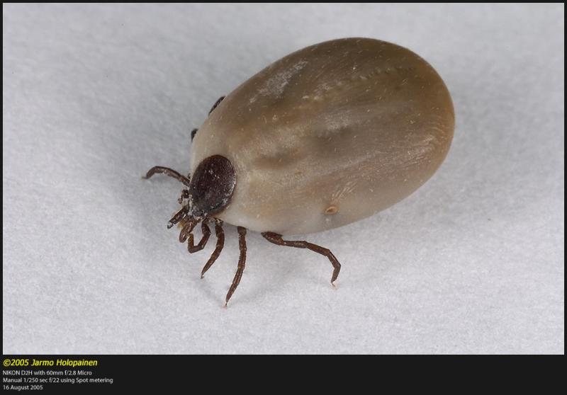 Ixodes-ricinus.jpg