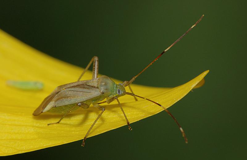 Adelphocoris-quadripunctatus.jpg