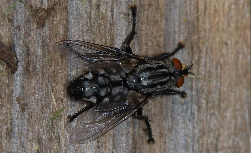 Sarcophaga_sp.jpg