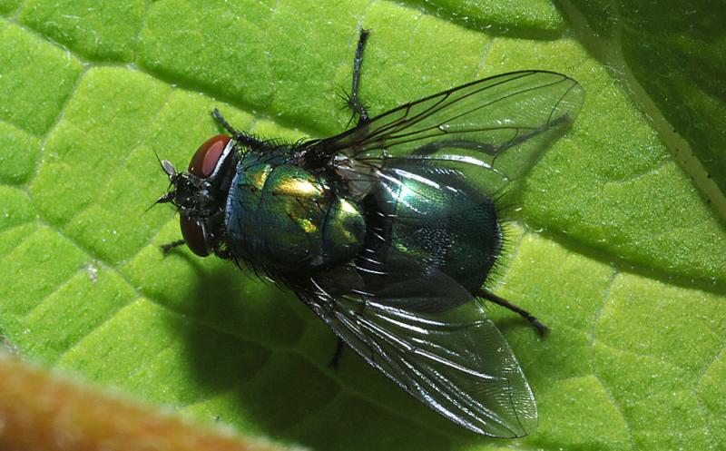 Lucilia_sp.jpg