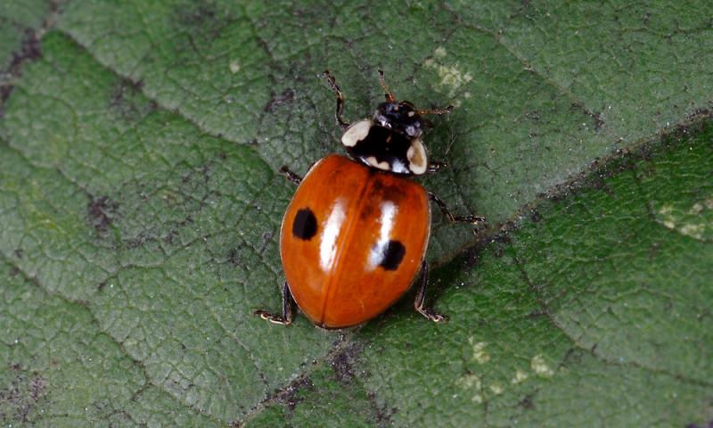 Adalia-bipunctata.jpg